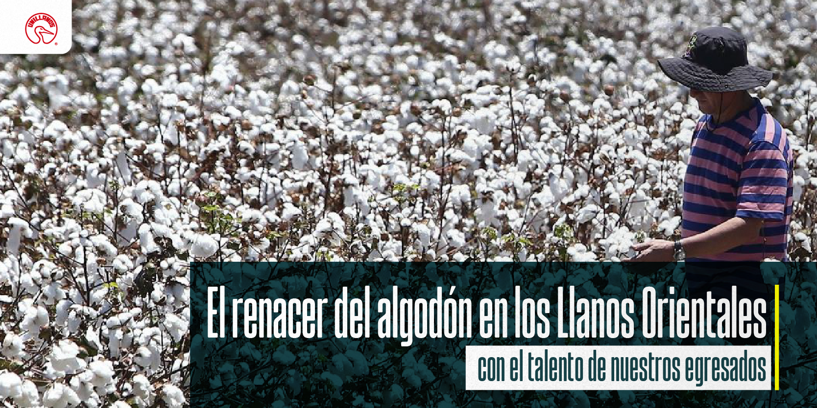 Egresados unillanistas impulsan el renacer del algodón en los Llanos Orientales